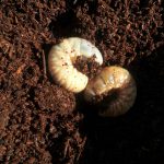 廃菌床とカブトムシ
